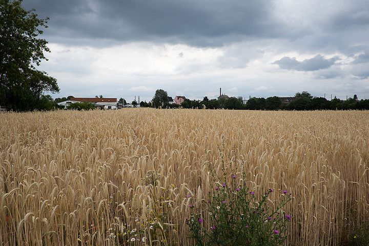 Day 3 - Speyer to Mainz